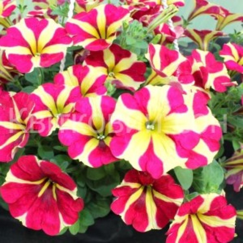 Amore Queen of Hearts_300x300